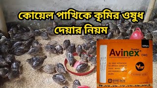 কোয়েল পাখিকে কৃমির ঔষধ দেয়ার নিয়ম