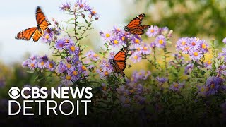 Study finds that insecticides may be a drive of butterfly decline