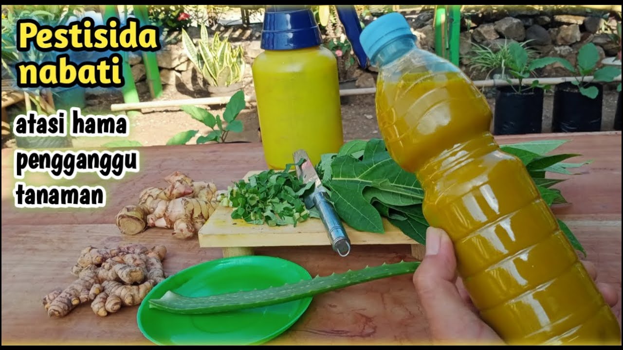 Cara Membuat Pestisida Nabati Organik Youtube