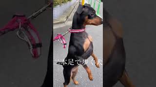 ミニチュアピンシャー　二足歩行犬　#Shorts