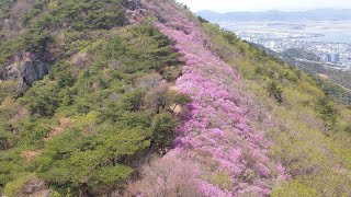 진달래 최대 군락지 여수 영취산 산행