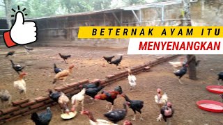 Suasana Kandang Ayam di Pagi Hari.