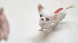 Grooming debut! I got dressed up and went to the salon ♡(Chihuahua Grooming)