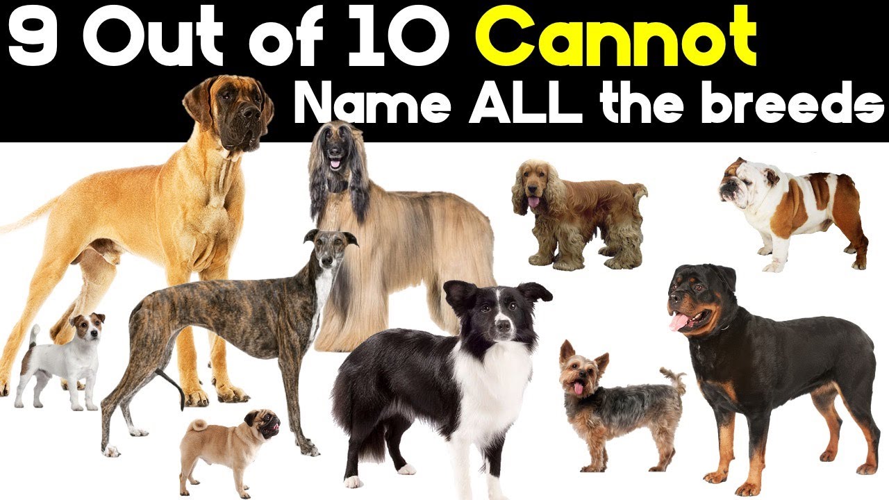 Guess The Dog Quiz Dog Breeds Youtube