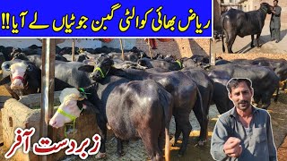 Riaz Cattle Farm Sheikhupura VIP MALL | GABBAN JHOTIYAN Farming Business | Nili Ravi Milking Buffalo