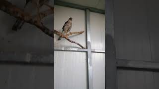 Θηλυκό Ξεφτέρι / female Sparrowhawk (Accipiter nisus) getting ready for release