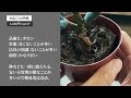 【知ってると得する】観葉植物を買って後悔しないために！購入時に気をつけたいポイント8選とお店毎の購入場所の特徴について解説