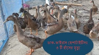 জেনে নিন ডাক হেপাটাইটিস রোগের লক্ষন : ৩ টি হাঁসের অকাল মৃত্যু পর্বঃ ২৪