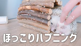 ハリネズミ部屋んぽ中のほっこりハプニング Hedgehog Hokkori Happening