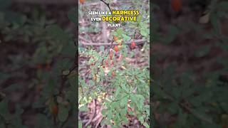 Japanese Barberry: The Invasive Plant Taking Over#JapaneseBarberry #InvasiveSpecies  #Ticks