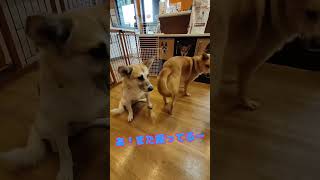 素早いスモウ：里親募集中のワンコinあきる野譲渡センター #Shorts #保護犬 #里親募集  #里親 #殺処分 #ワンコ #犬 #雑種 #譲渡 #動物愛護 #センター #保護 #かわいい #癒し