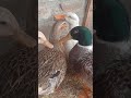 ducks mashallah