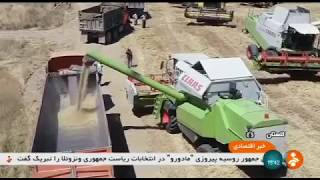 Iran Mechanized Barley harvest, Golestan province برداشت مكانيزه جو استان گلستان ايران