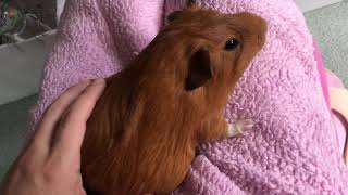 天竺鼠/荷兰猪怀孕了The guinea pig is pregnant