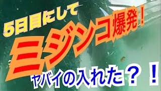 メダカの針子を育てるにはミジンコを！ミジンコ培養実験！