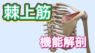 【解剖学】棘上筋　機能解剖