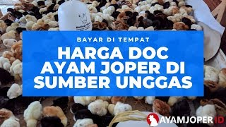 Harga Doc Ayam Joper Di Sumber Unggas