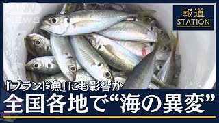 【報ステ】各地で“大量発生”深海にも異変…温暖化が『ブランド魚』にも影響か(2023年3月17日)