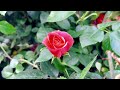 耐寒的玫瑰花，vigorosa apricot rose winnipeg parks rose。【莎拉养花】