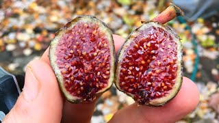 5 Fig Varieties That Rose in the Ranks from Prior Growing Seasons