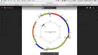 Mitochondrial Genome Visualization | Isabelle Conrad