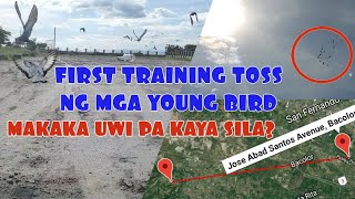 FIRST TRAINING TOSS NG MGA YOUNG BIRD (15km)