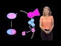 Geraldine Seydoux (Johns Hopkins / HHMI) 1: From Egg to Worm: How to Create a Body Axis