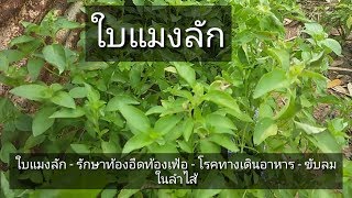 ใบแมงลักหรือผักอีตู่ - ใบสดแก้ท้องอืดท้องเฟ้อ - ใบสดต้มแก้โรคทางเดินอาหาร  EP.  01 ใบแมงลัก