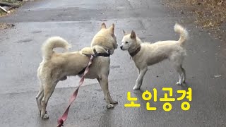 할머니 앞에선 예의 바른 진돌이