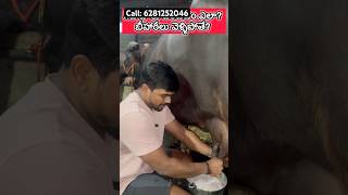 గేదె పాలు పిండడం ఎలా? బీహారీలు వెళ్ళిపోతే? Milking technique in telugu #farming #heifer #dairyfarm