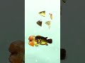 puzzle mencocokan kepala ikan betik #video #youtube #shorts