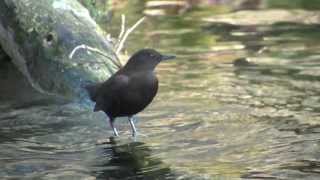 野鳥撮影・ カワガラス Brown Dipper