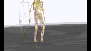 Musculoskeletal gait model using Kinect input