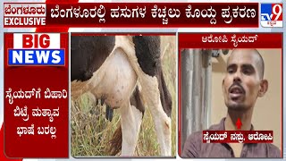 Miscreants Severe Udders Of 3 Cows In Bengaluru: ಪೊಲೀಸರಿಂದ ಆರೋಪಿ ಸೈಯದ್ ನಸ್ರು ವಿಚಾರಣೆ