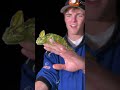 capturing wild reptiles in the everglades at night