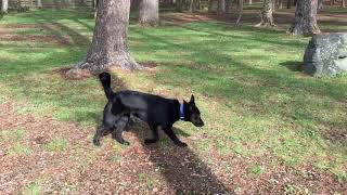 山梨 山中湖 ドッグリゾートＷoofのドッグラン