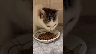 保護猫シュー\u0026クリーム シューくんは食欲旺盛クリームちゃん緊張から食べられず #cat #ねこのいる暮らし #kitten #猫里親募集 #ねこ #ねこ動画 #catlover #保護猫