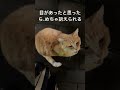 必死に鳴いて訴えてくる雨に濡れた猫　 ねこ のら猫 雨