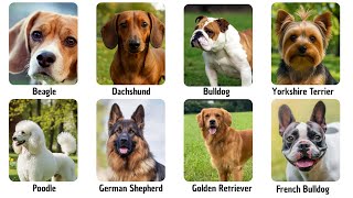 Every Dog Breed Explained In 20 Minutes