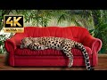 8k Earth TV - 4k animals, piano music, stunning dynamic color, HDR (120 fps, Dolby Vision)