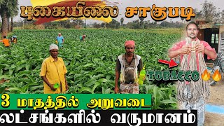 செம்மண் காட்டில் வளரும் புகையிலை🔥💨|tobacco cultivation|Atoz|Xploring💫