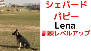 シェパードLena訓練レベルアップ germanshepherd  Lena Training level up