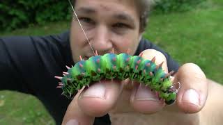 CRAZY PYSCHEDELIC Caterpillar!!! Antherina suraka BLUE