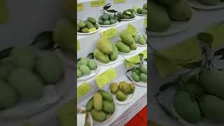 Varieties of Mango (1500) Safeda Mangoes