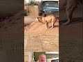 Aggressive Buffalo Attack On Lion 😱 | Funny Animal Video | #ytshorts #shorts