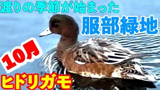 【服部緑地】１０月ヒドリガモがやってきた　鳥見(とりみ)しながらのんびり散歩