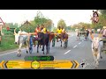 ptrace காளையார்கோவில் பெரிய மாடு பந்தய திடல் bull race 17 01 2022