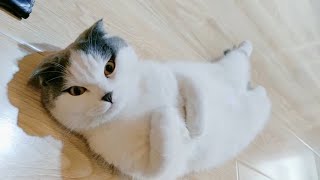 【色っぽい猫】色気のある可愛い猫ちゃん