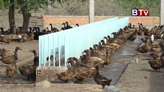 Agriculture/កសិកម្ម : កសិដ្ឋានចិញ្ចឹម និងភ្ញាស់កូនទា ចុង ជុន Eps 02/6