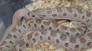 Pairing my Adult Hognose Snakes for the 2024 Breeding Season